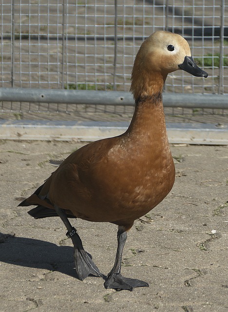 心理压力也